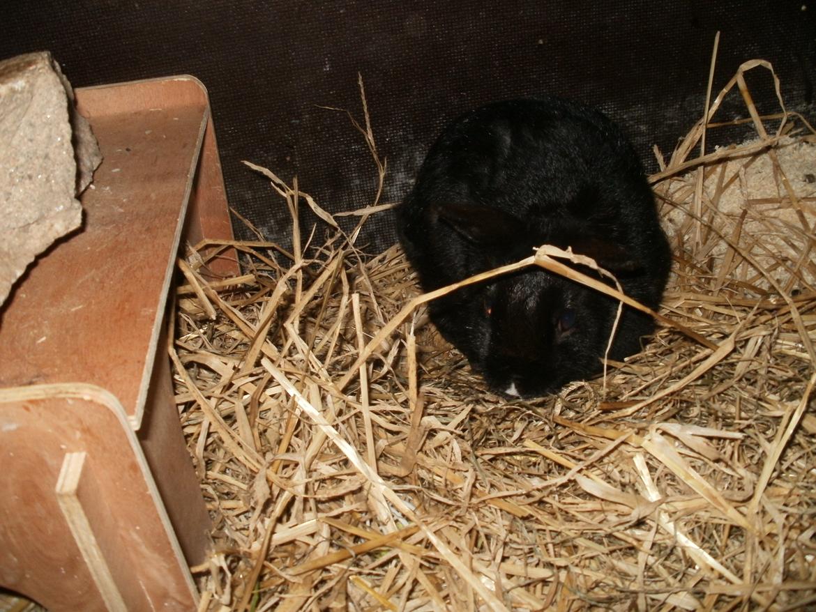 Kanin speedy billede 1