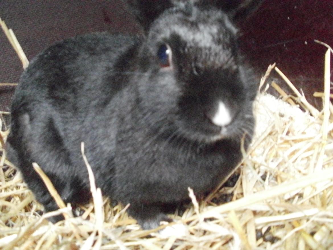 Kanin speedy billede 2