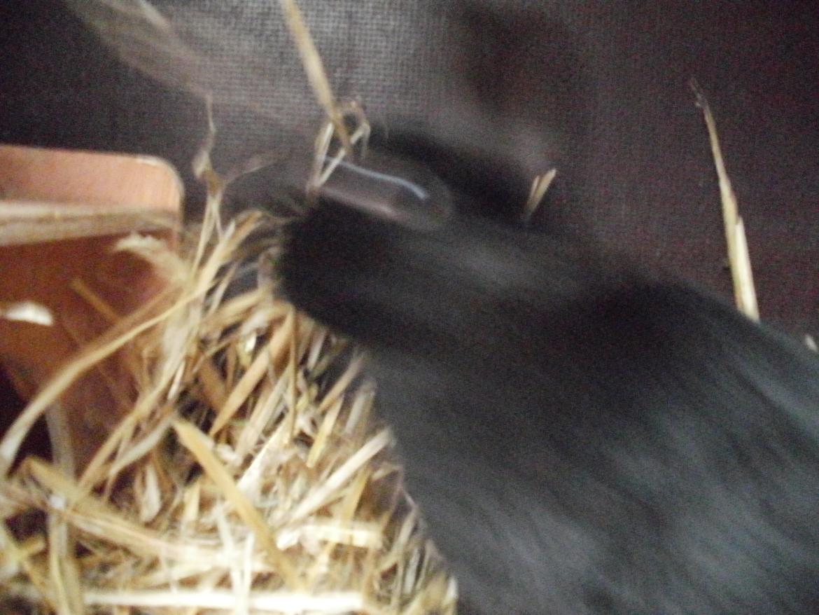 Kanin speedy billede 3