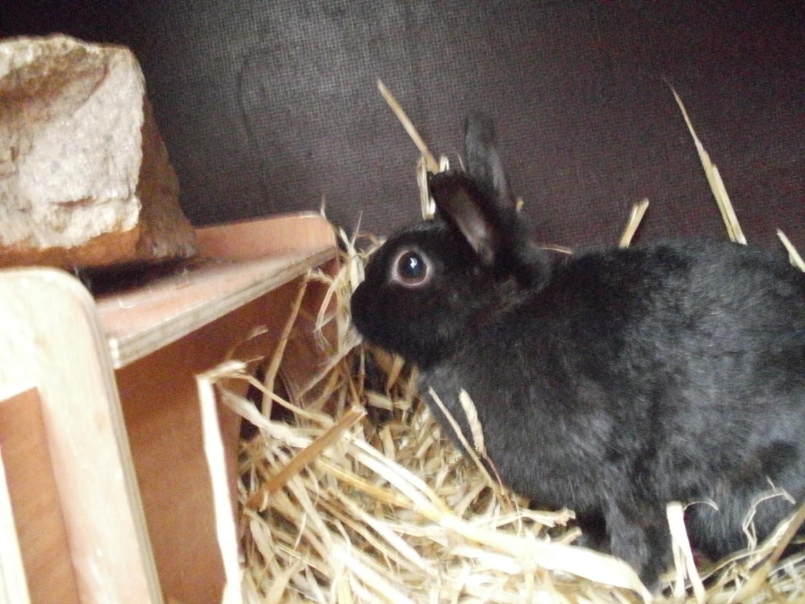 Kanin speedy billede 4