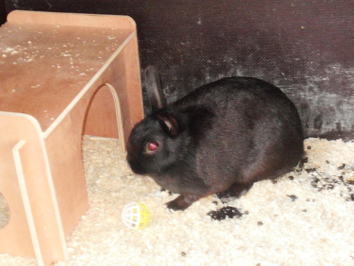 Kanin speedy billede 5