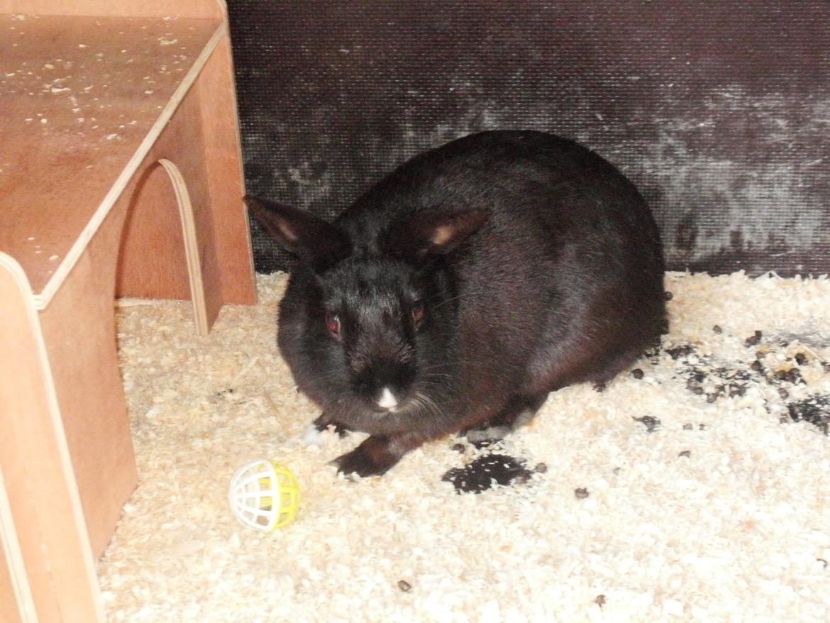 Kanin speedy billede 6