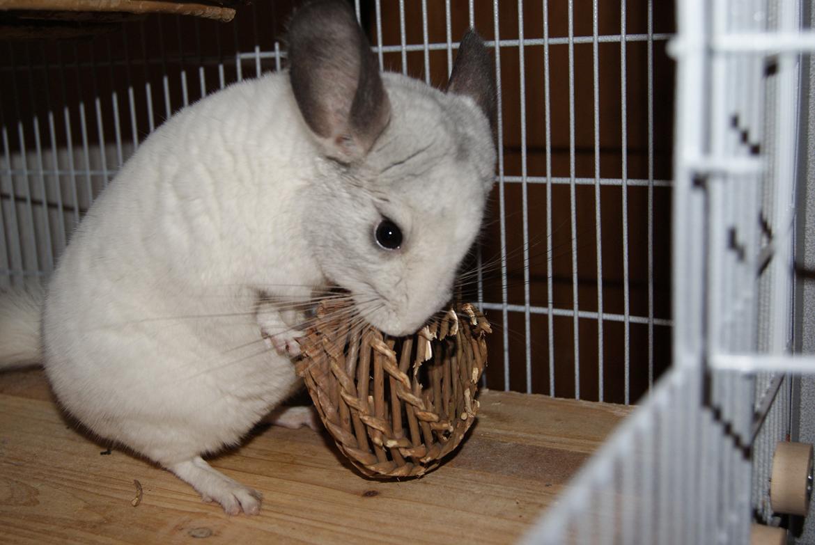 Chinchilla Chili billede 4