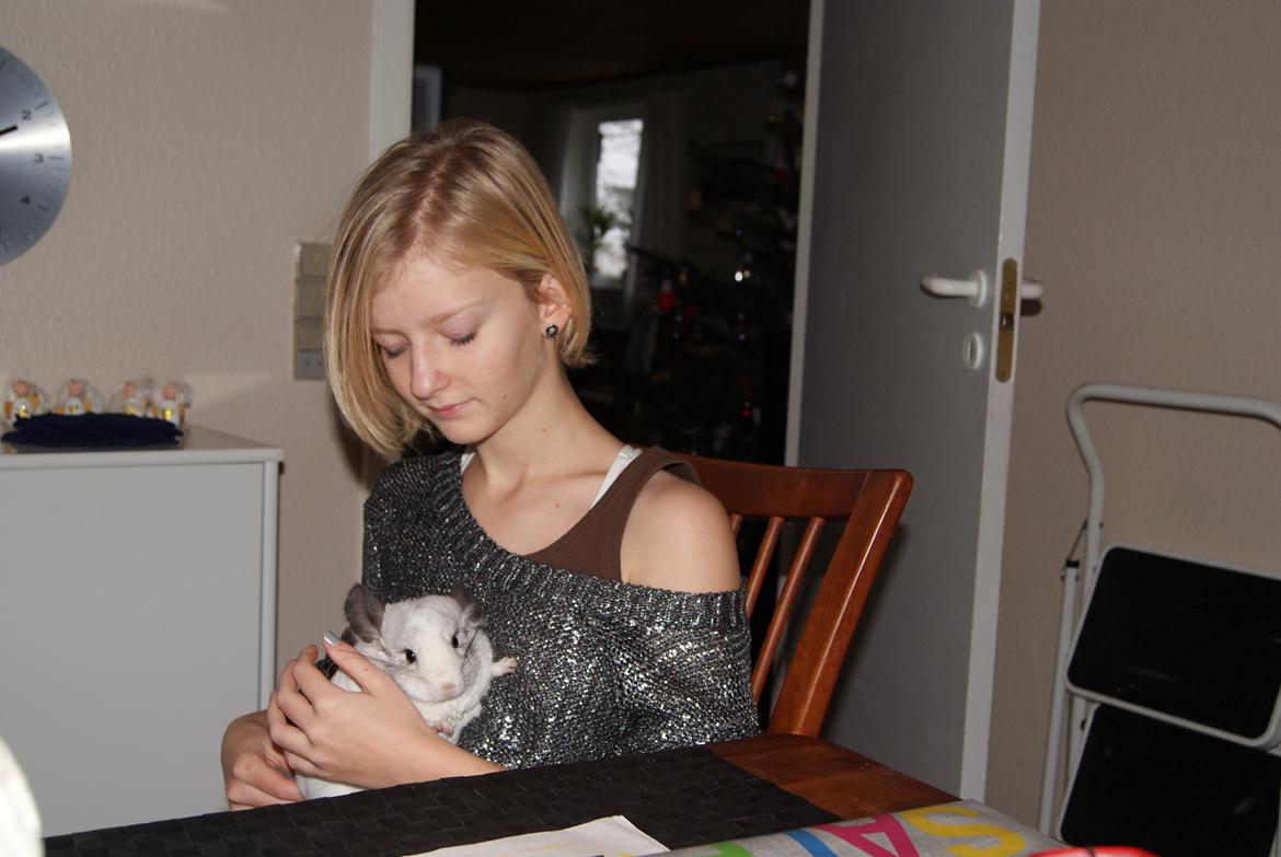 Chinchilla Chili billede 5