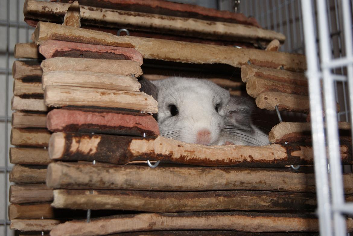 Chinchilla Chili billede 6