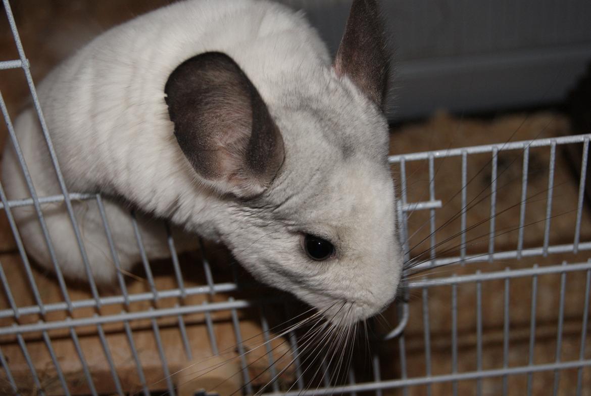 Chinchilla Chili billede 7