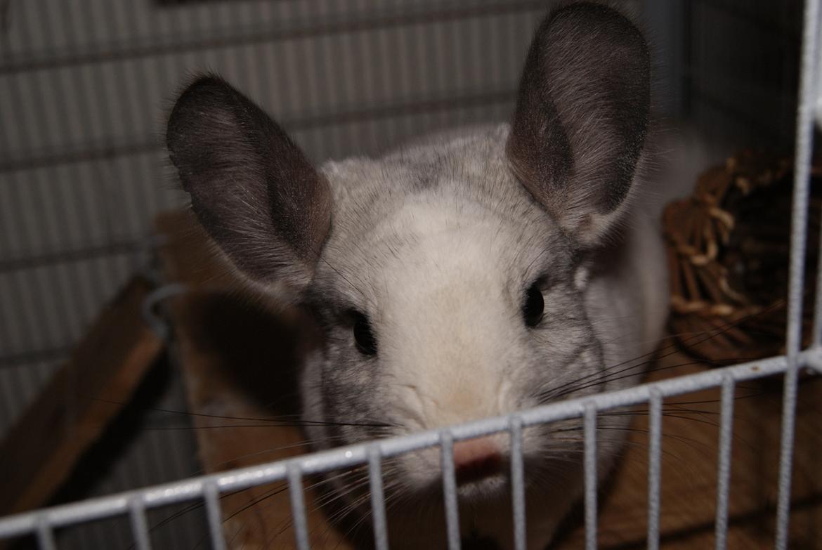 Chinchilla Chili billede 8