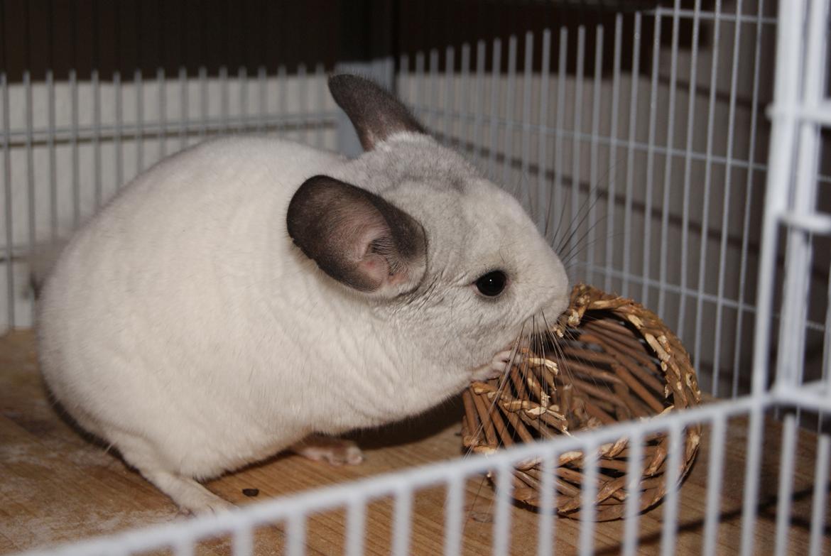 Chinchilla Chili billede 9