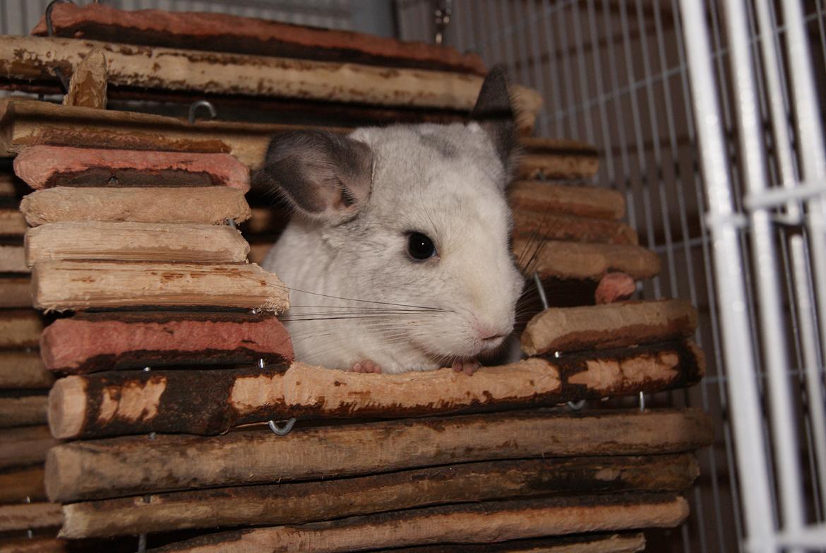 Chinchilla Chili billede 11