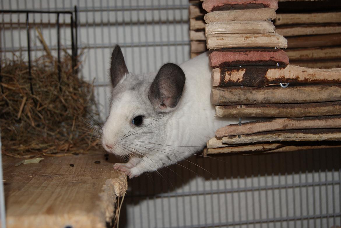 Chinchilla Chili billede 12
