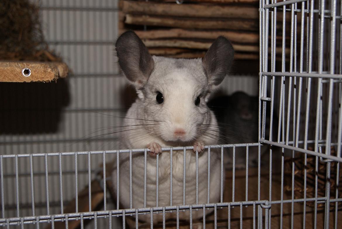 Chinchilla Chili billede 13