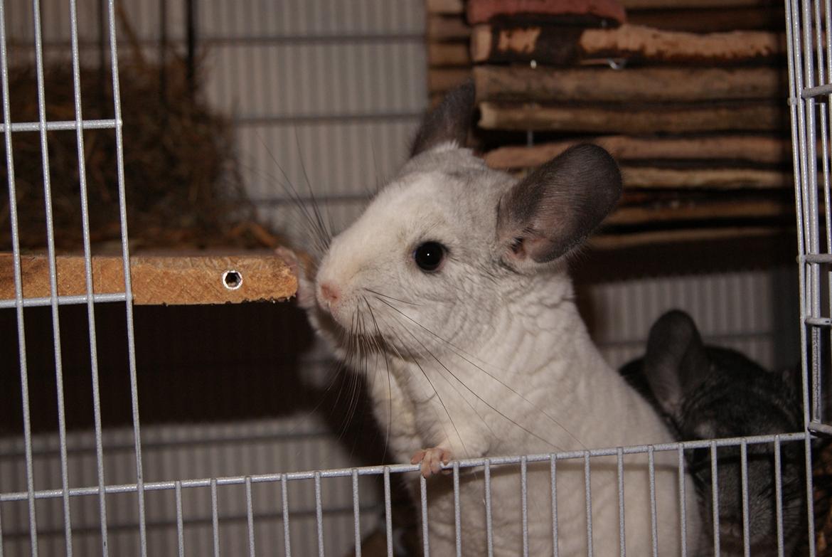 Chinchilla Chili billede 15