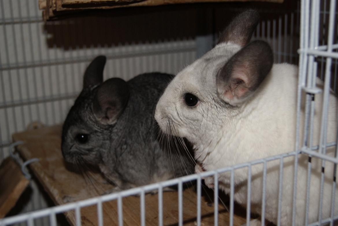 Chinchilla Chili billede 16