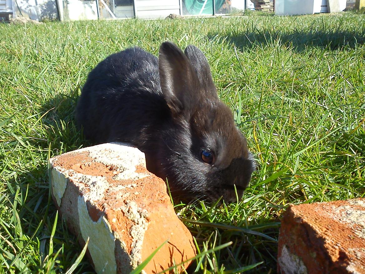 Kanin Ahrenkiels Stampe Jr. |Blanding| *R.I.P.* - Fotograf: Mig. billede 12
