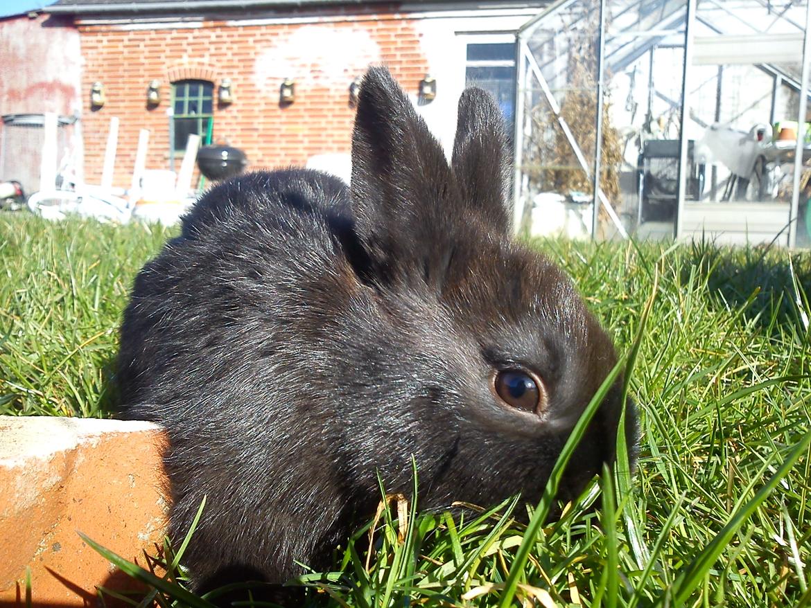 Kanin Ahrenkiels Stampe Jr. |Blanding| *R.I.P.* - En smuk Stampe Jr. ude og nyde det gode vejr ;-).
Fotograf: Mig. billede 3
