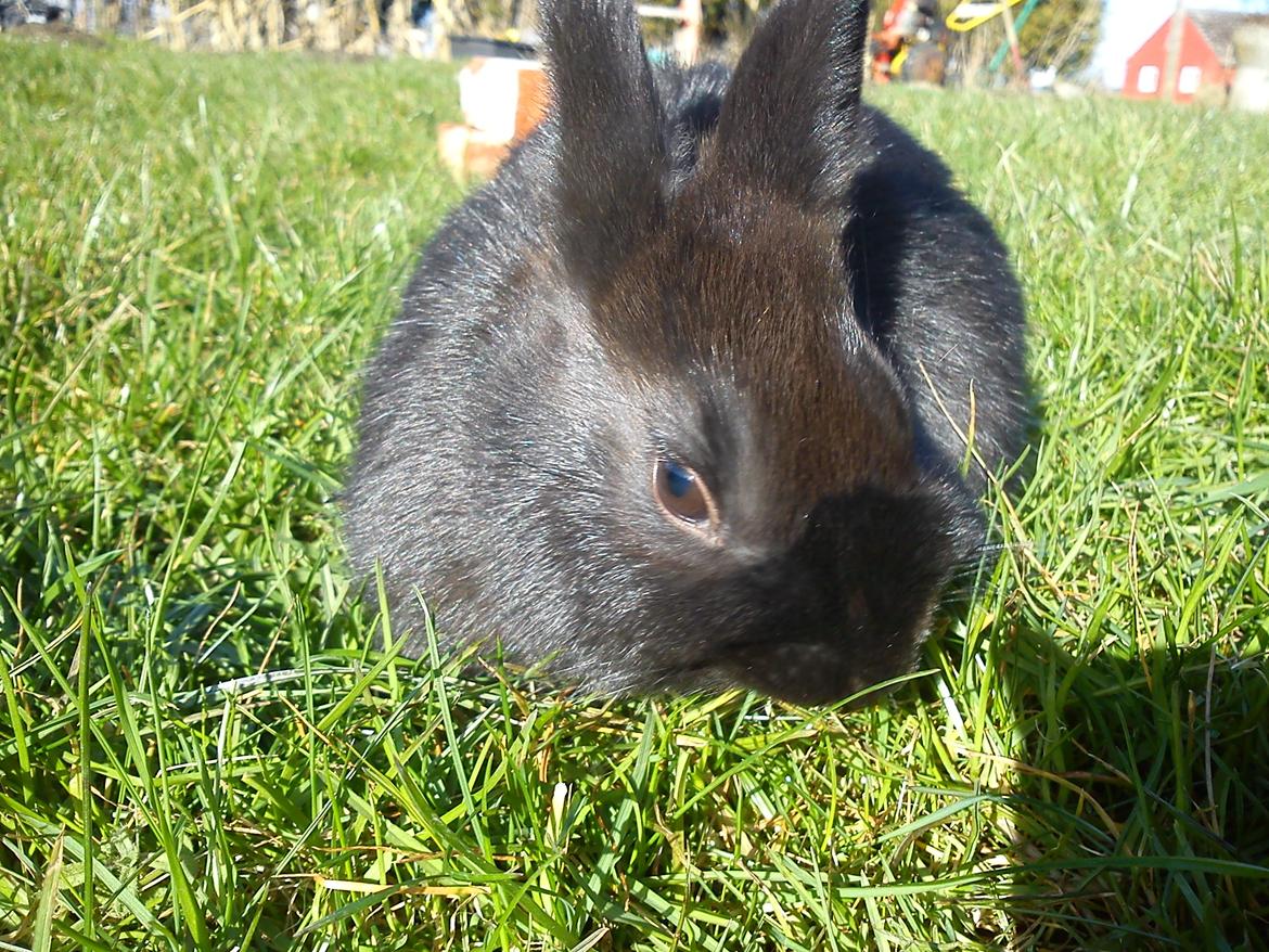 Kanin Ahrenkiels Stampe Jr. |Blanding| *R.I.P.* - Fotograf: Mig. billede 16