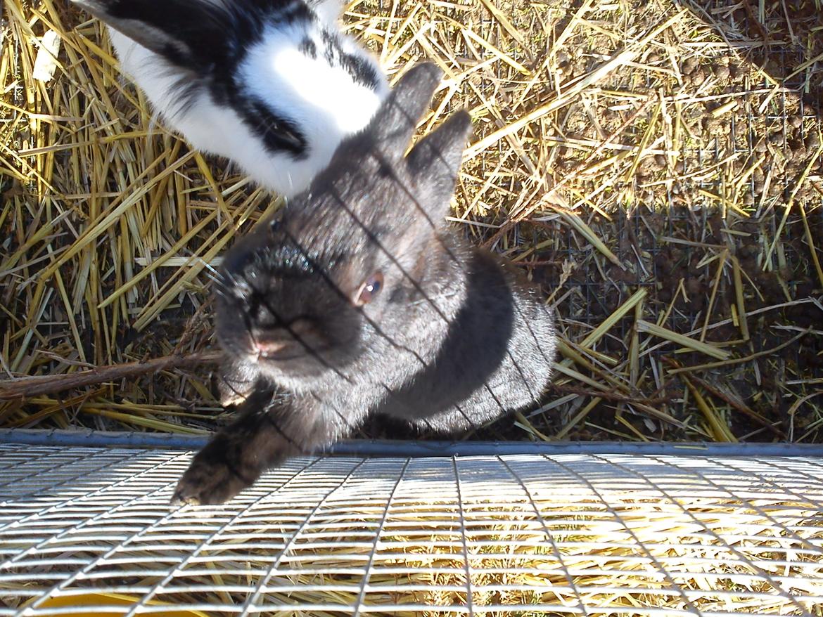 Kanin Ahrenkiels Stampe Jr. |Blanding| *R.I.P.* - Han ville se mit kamera :-D.
Han er slet ikke nysgerrig :-*.
Fotograf: Mig. billede 9