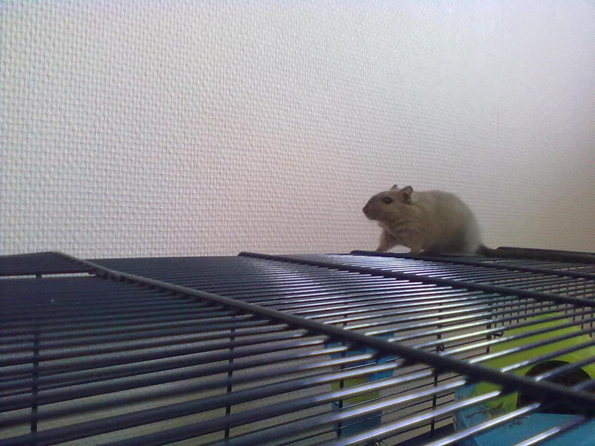 Ørkenrotte Timmy billede 2