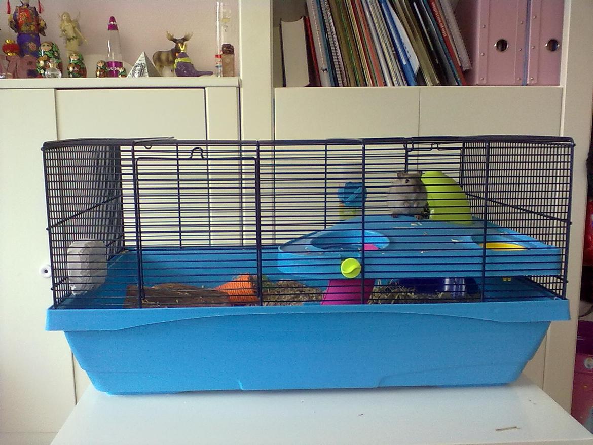 Ørkenrotte Timmy billede 3