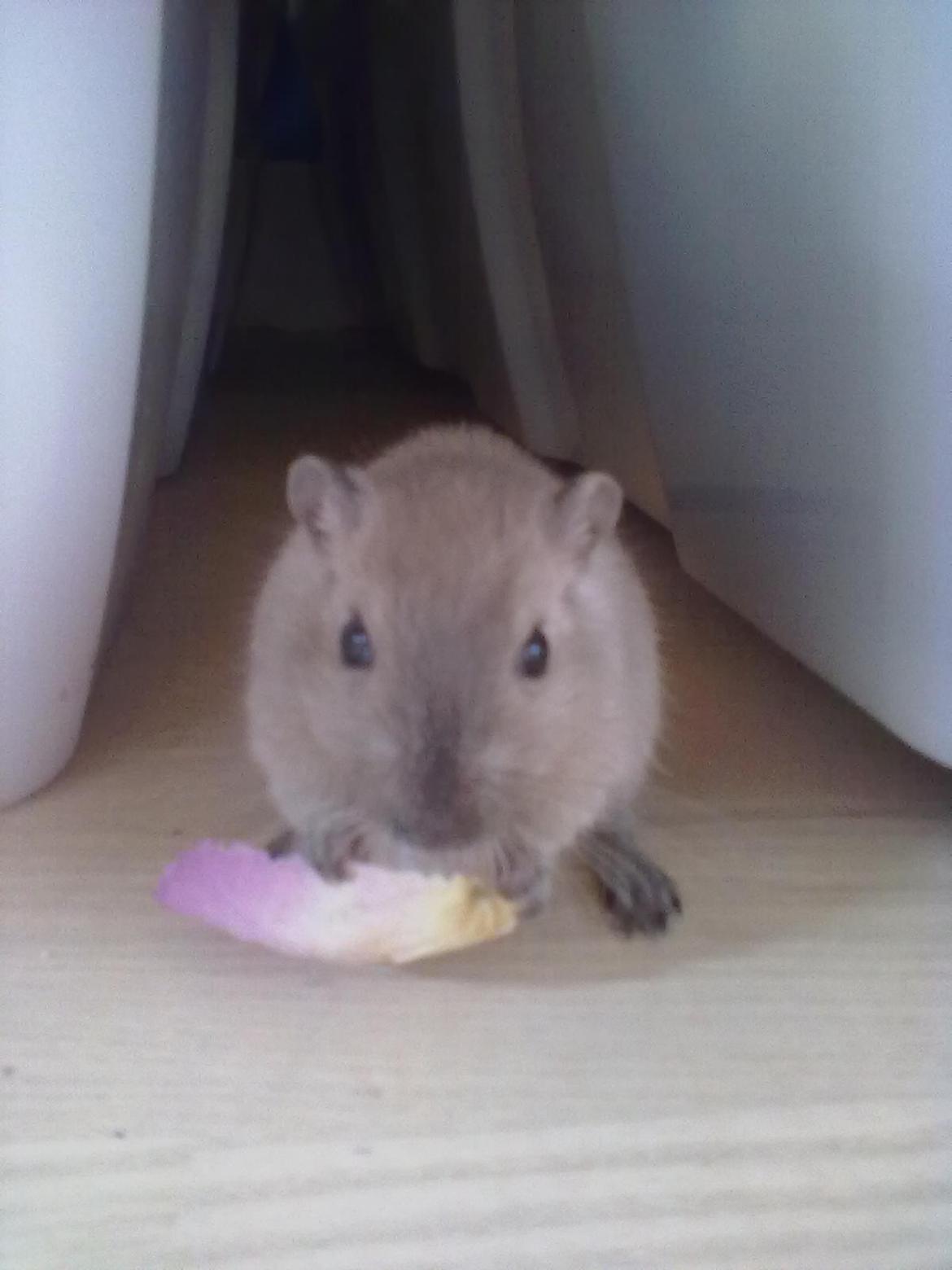 Ørkenrotte Timmy billede 4