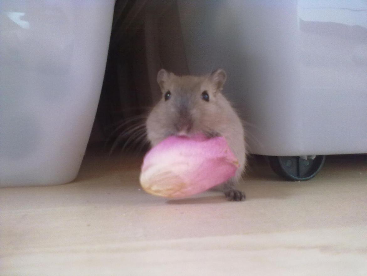 Ørkenrotte Timmy billede 5