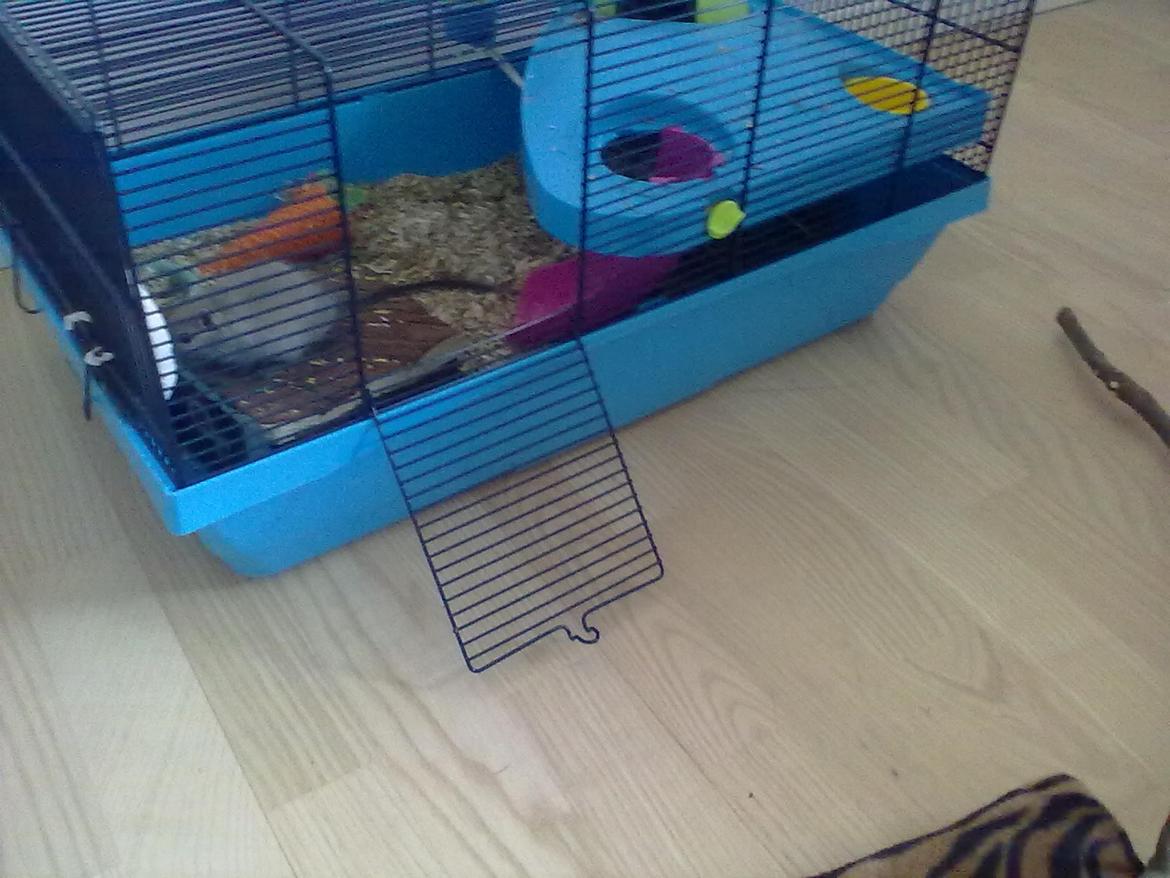 Ørkenrotte Timmy billede 6