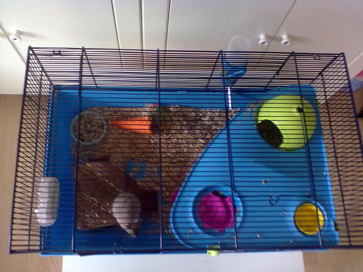 Ørkenrotte Timmy billede 7