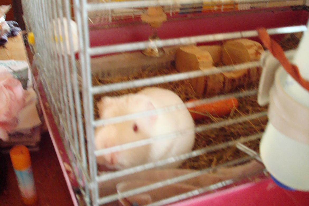 Marsvin basse  - min basse billede 1