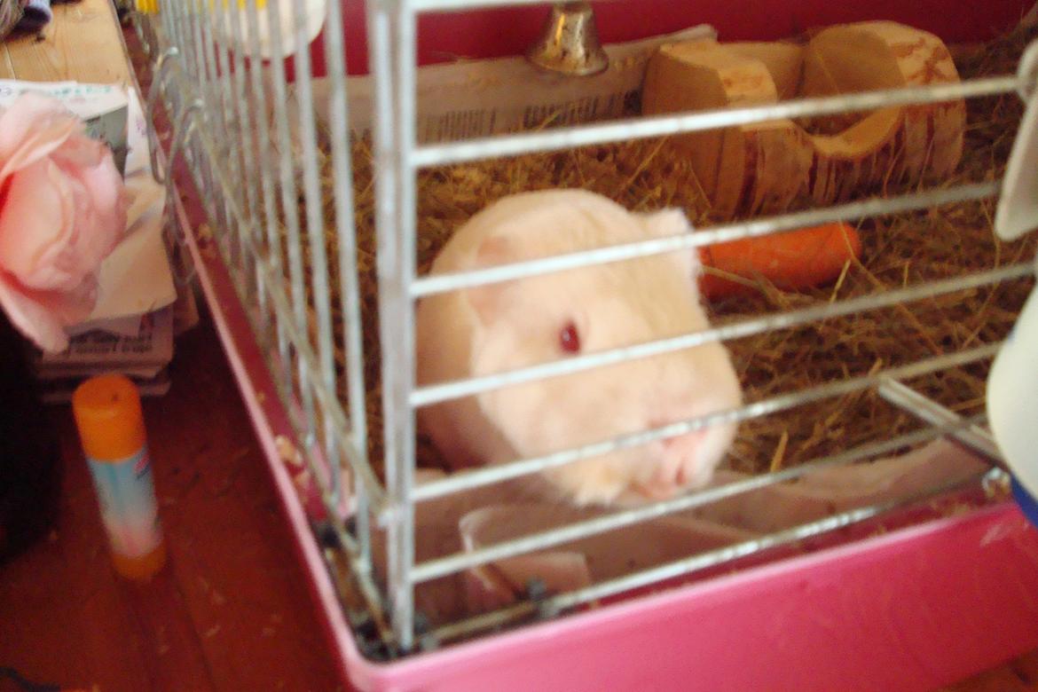 Marsvin basse  - lille basse er lidt nysgerrig.!! billede 2