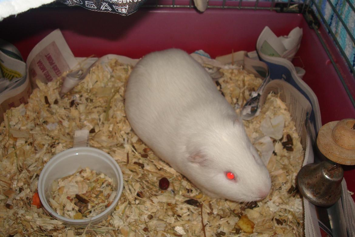 Marsvin basse  - basse i sin kasse.<3 billede 3