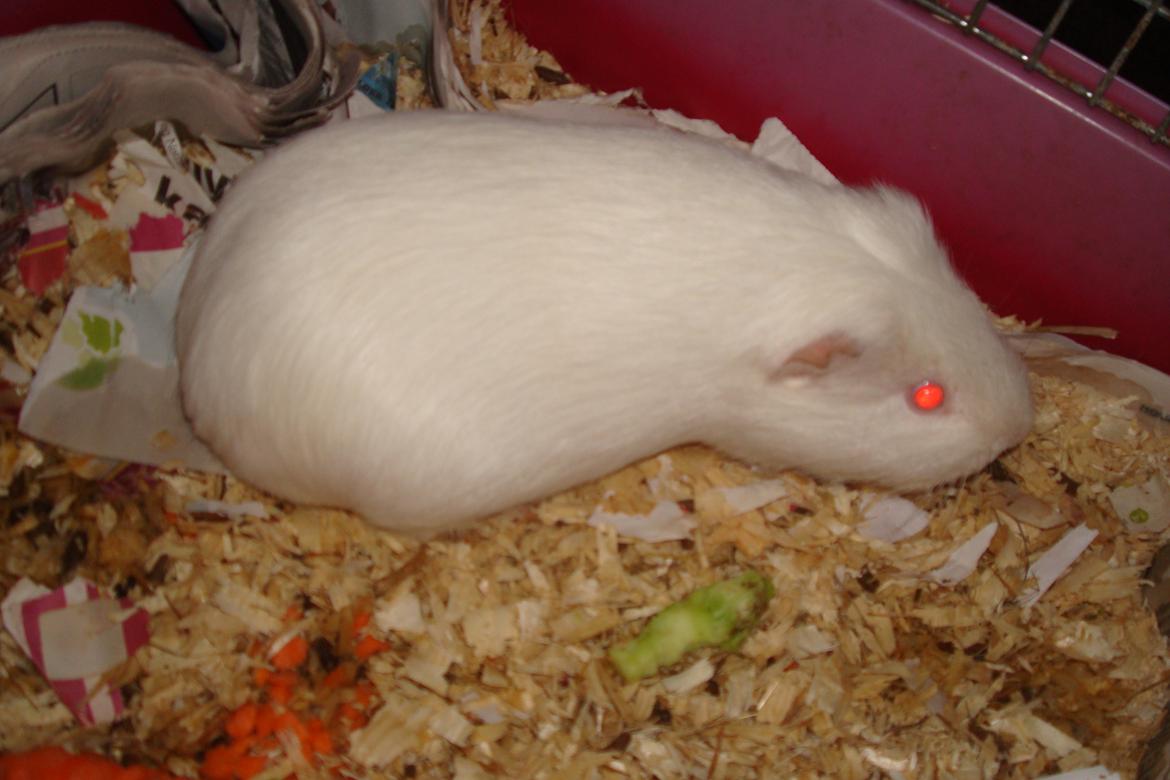 Marsvin basse  - basse :) billede 4