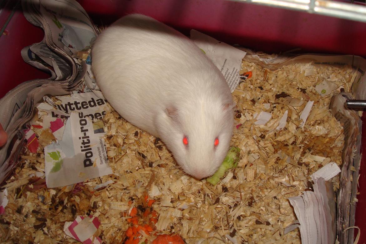 Marsvin basse  - hov moaa , nu kommer jeg <3 billede 5