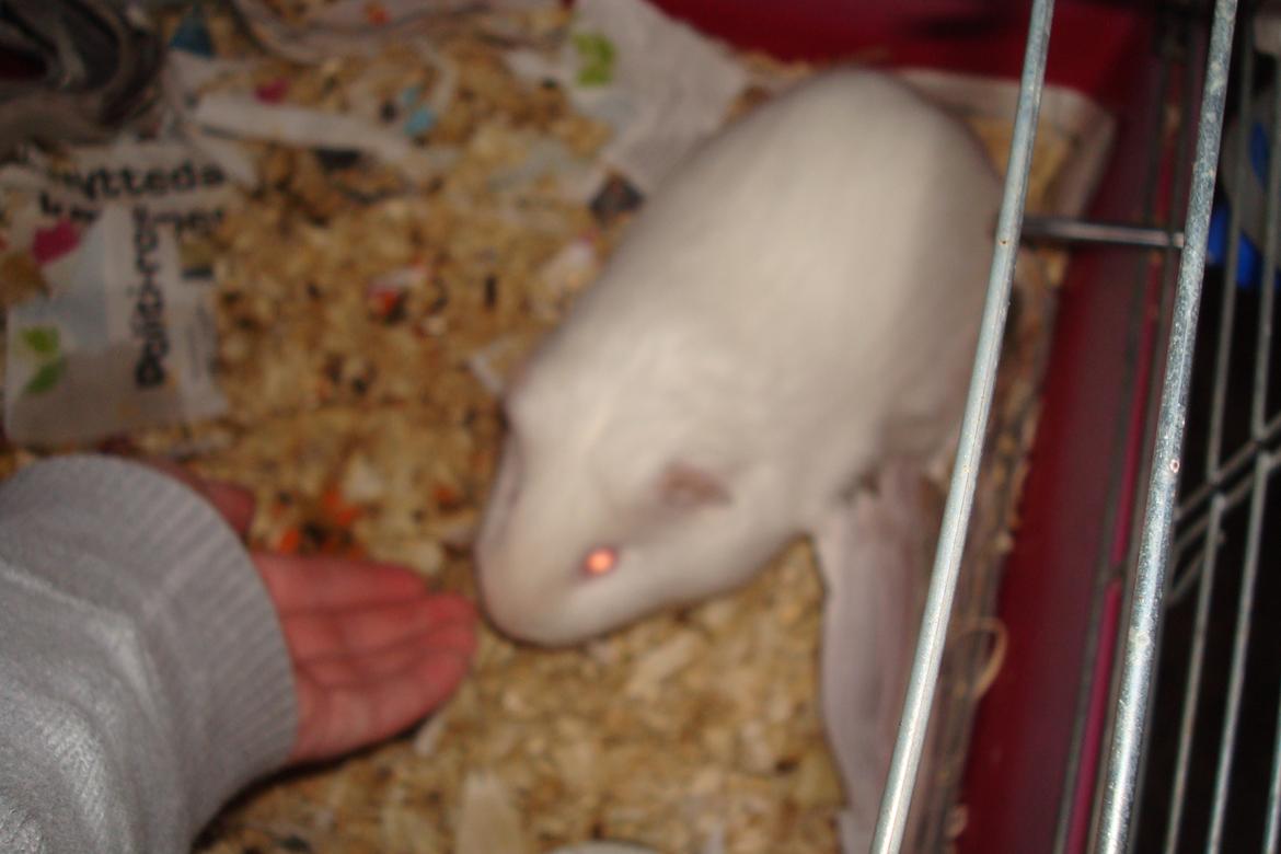 Marsvin basse  - kæl mig, kæl mig , kæl mig . <3 billede 6