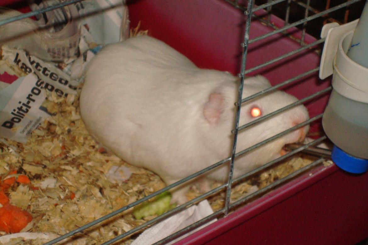 Marsvin basse  - basse drikker vand <3 billede 7