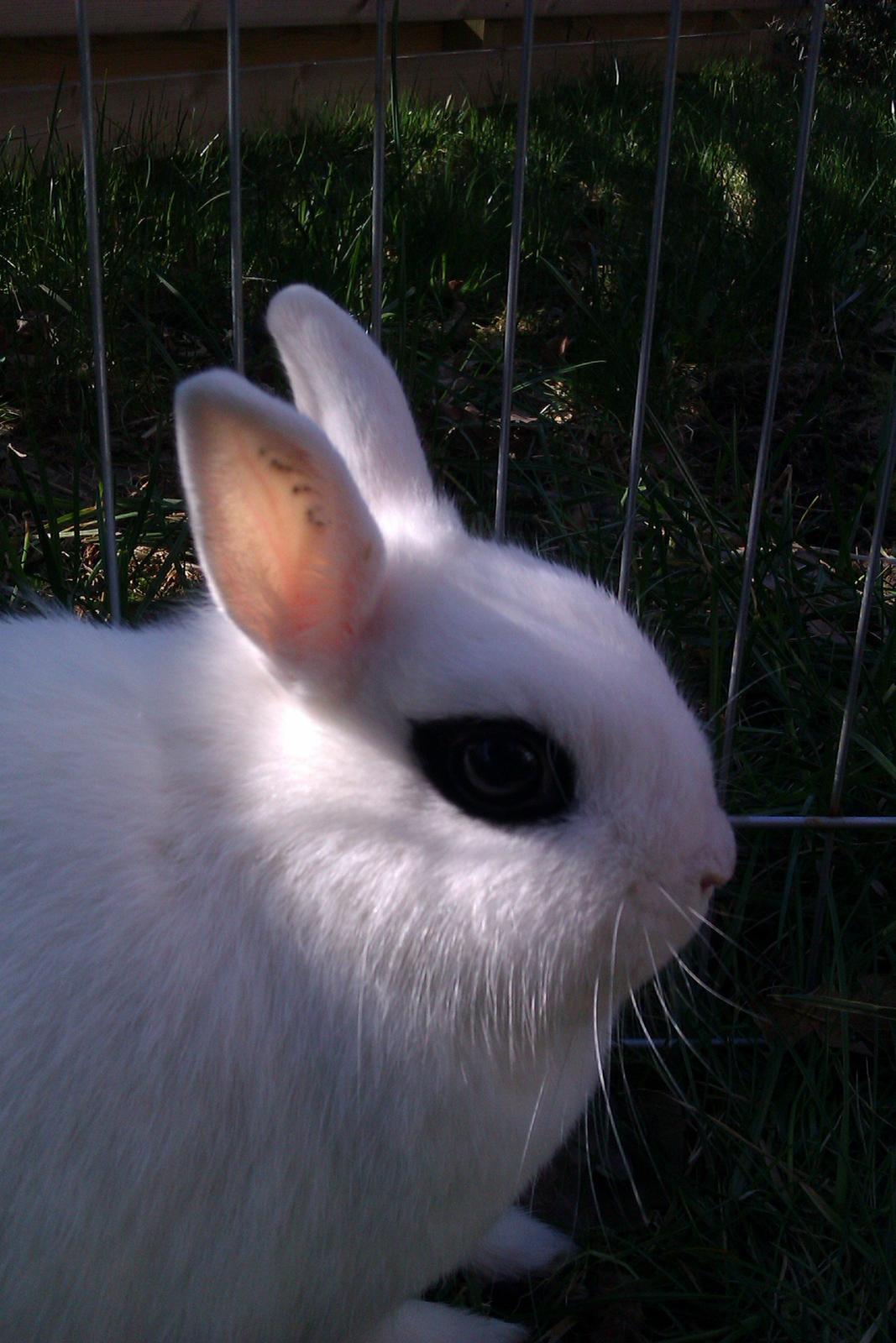 Kanin Bellis [Hermelin - Hotot] billede 1