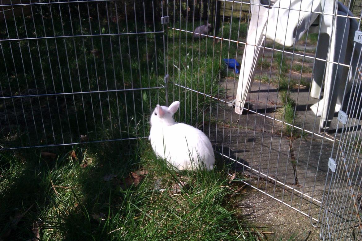 Kanin Bellis [Hermelin - Hotot] billede 2