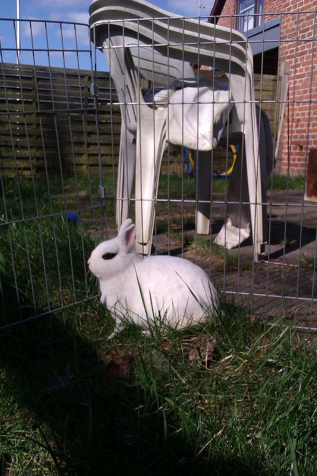 Kanin Bellis [Hermelin - Hotot] billede 3