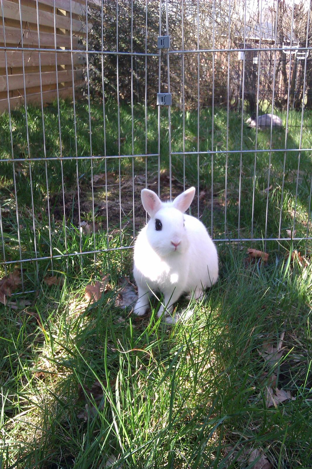 Kanin Bellis [Hermelin - Hotot] billede 4