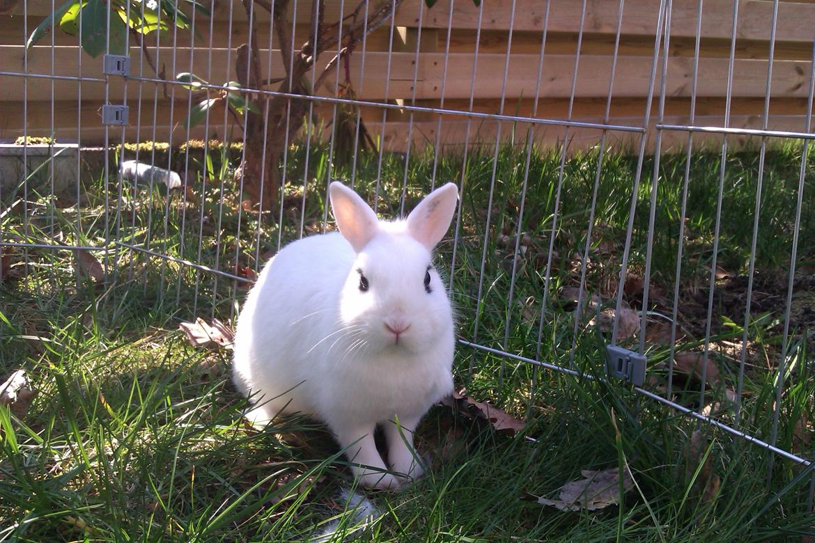 Kanin Bellis [Hermelin - Hotot] billede 5