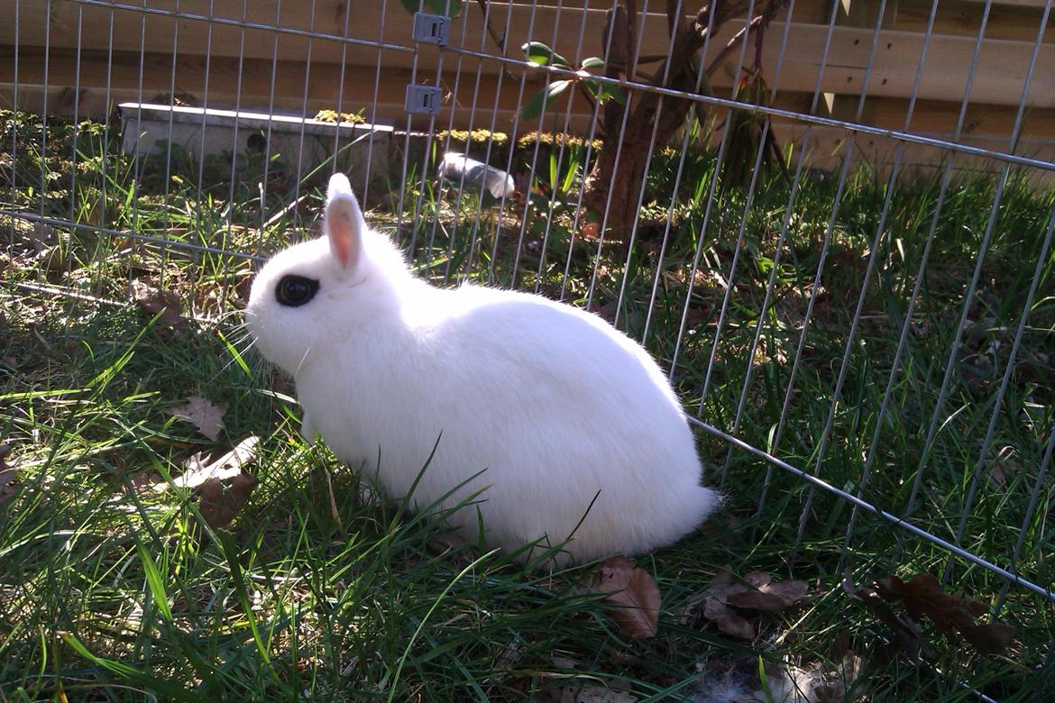 Kanin Bellis [Hermelin - Hotot] billede 6