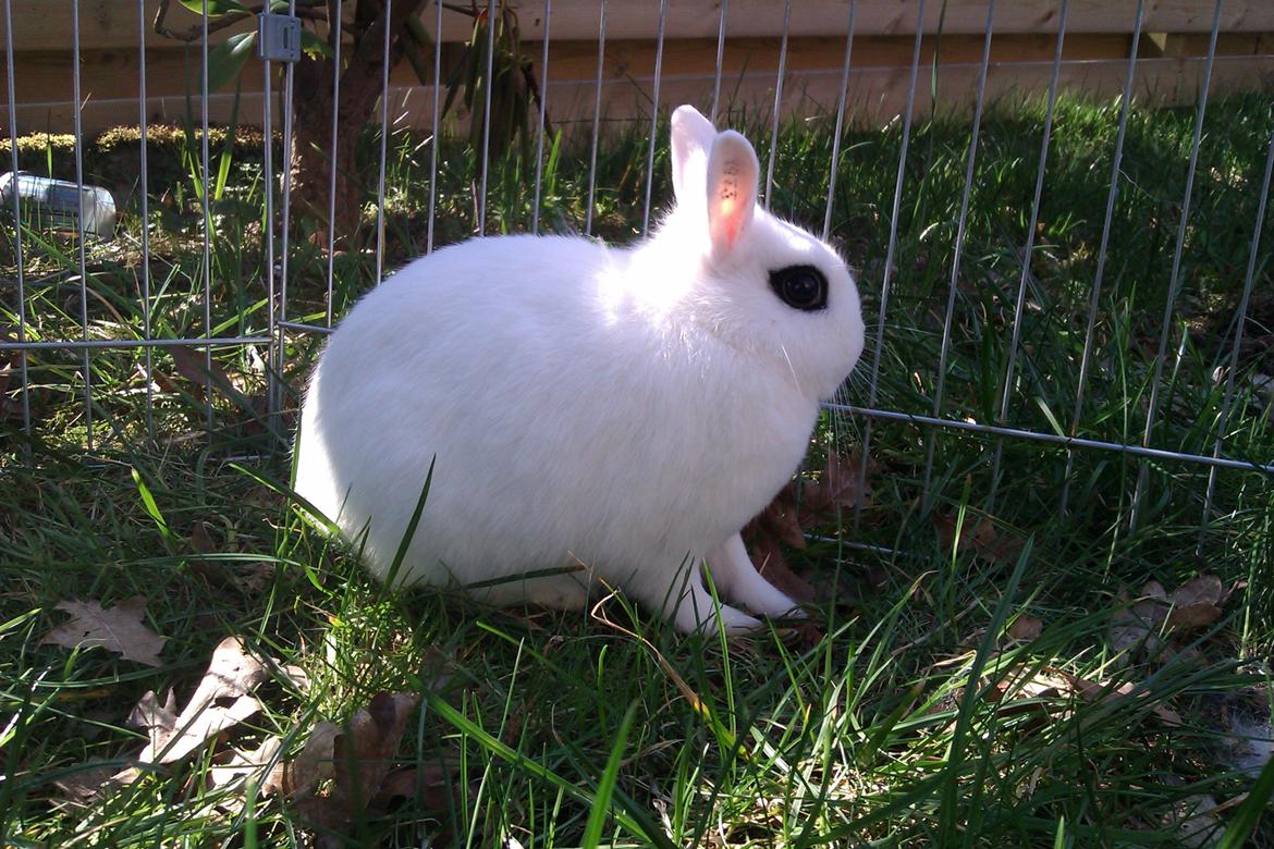 Kanin Bellis [Hermelin - Hotot] billede 7