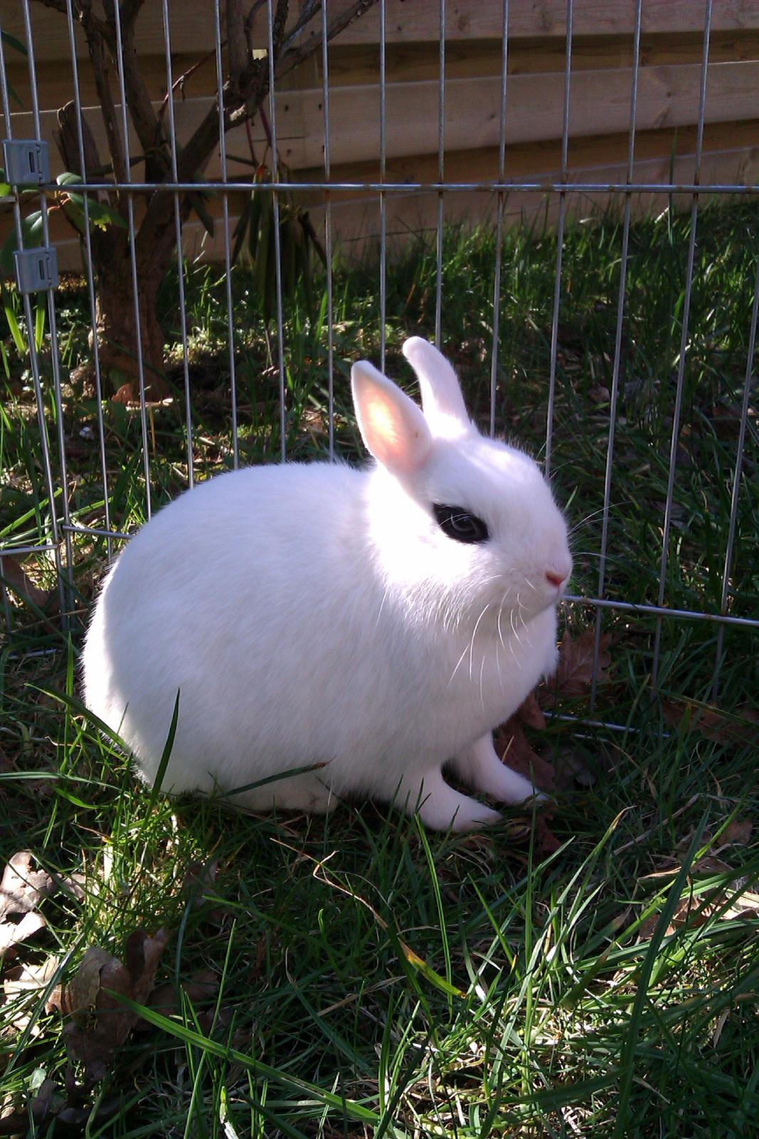 Kanin Bellis [Hermelin - Hotot] billede 8