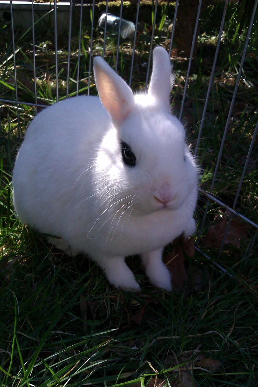 Kanin Bellis [Hermelin - Hotot] billede 9