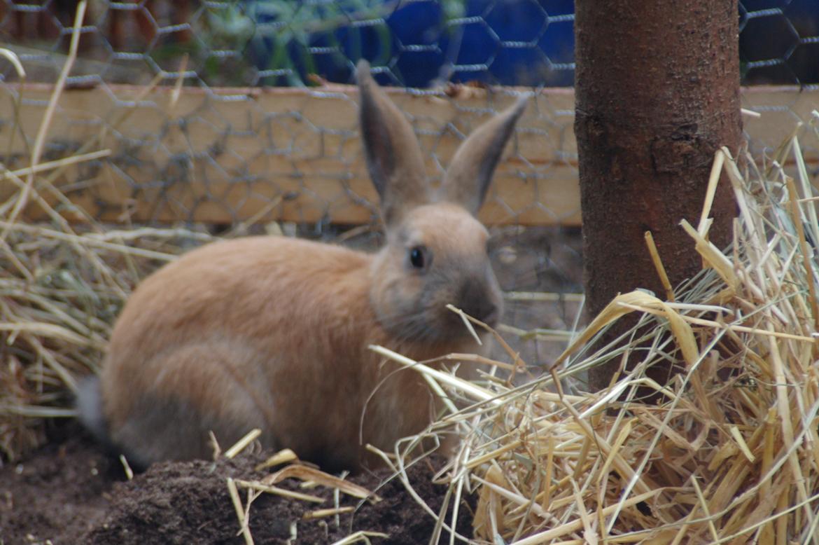 Kanin EAC's Walther billede 2