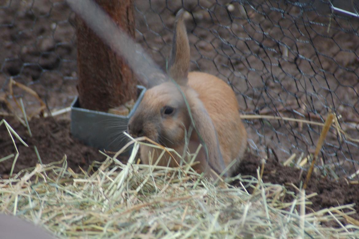 Kanin EAC's Walther billede 3