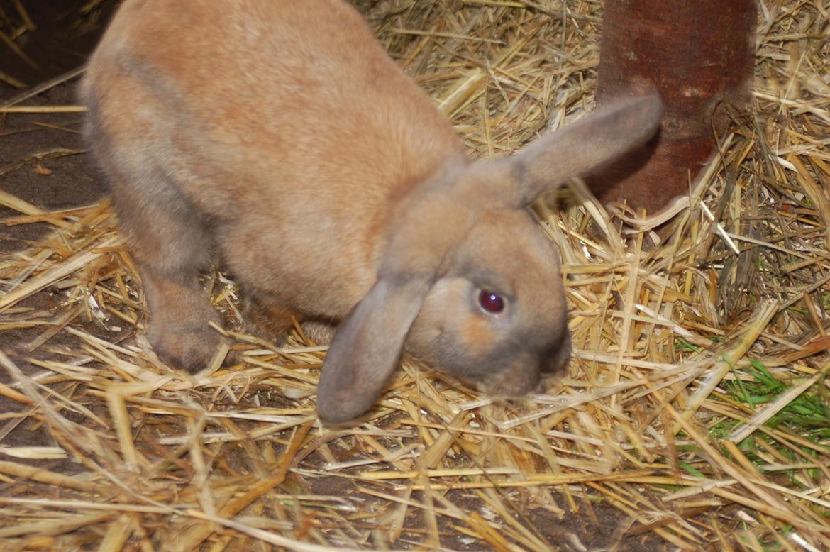 Kanin EAC's Walther billede 4