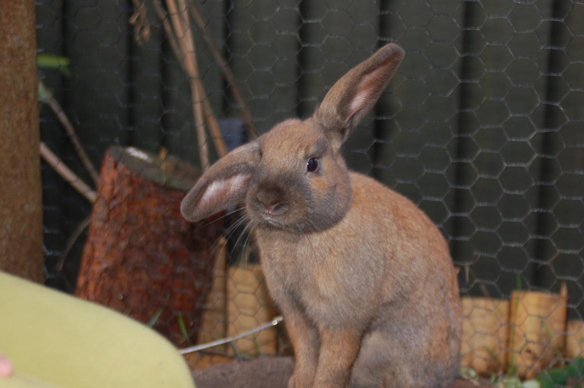 Kanin EAC's Walther billede 5