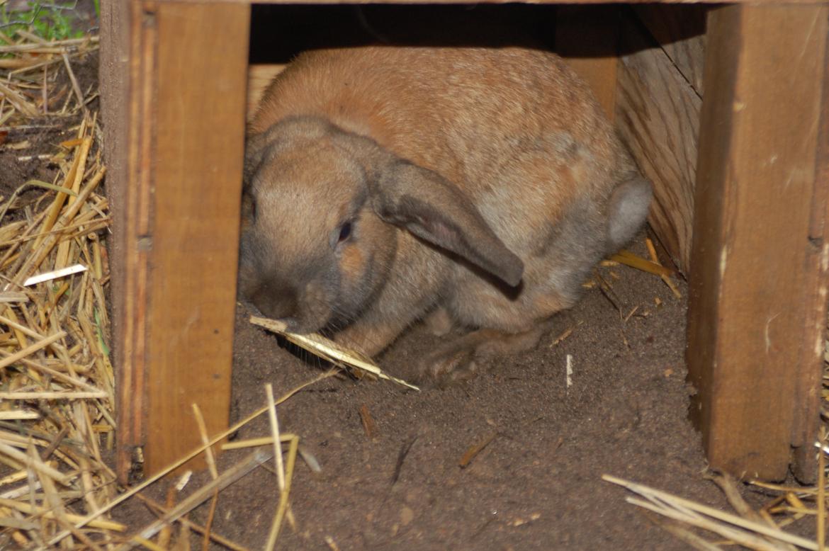 Kanin EAC's Walther billede 6