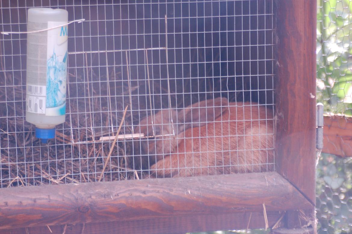 Kanin EAC's Walther billede 7