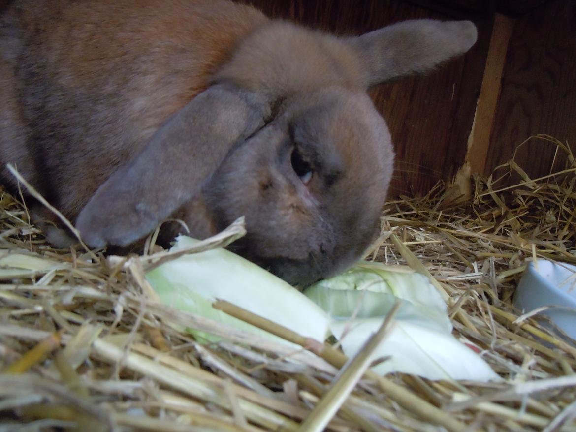 Kanin EAC's Walther billede 8